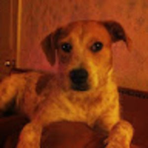 Meet your Posher, Sandy